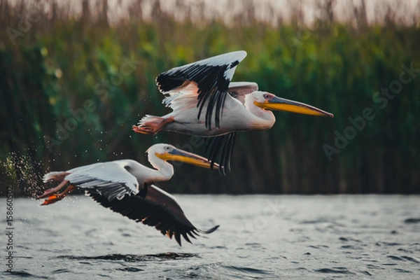 Fototapeta Pelicans flying in the same direction