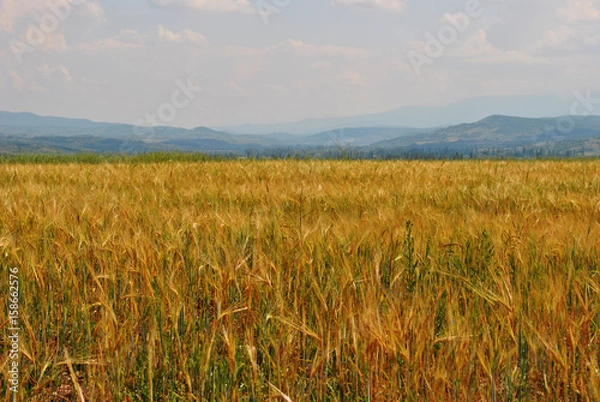 Obraz Golden wheat field in perspective; landscape background.