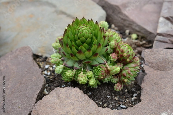 Obraz Succulent