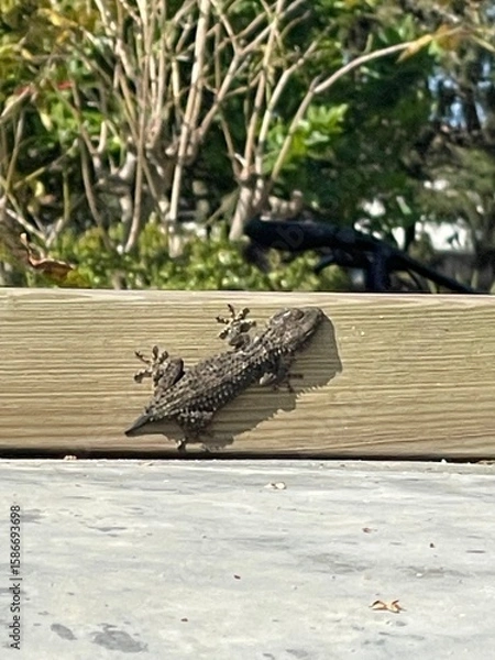 Fototapeta Lizard with missing tail