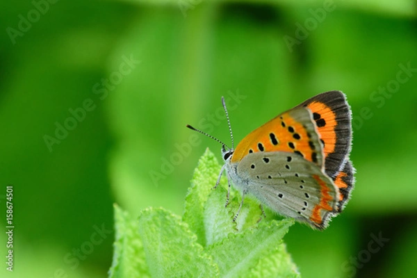 Obraz ベニシジミ