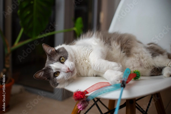 Obraz Gato blanco y gris