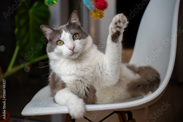 Obraz Gato blanco y gris