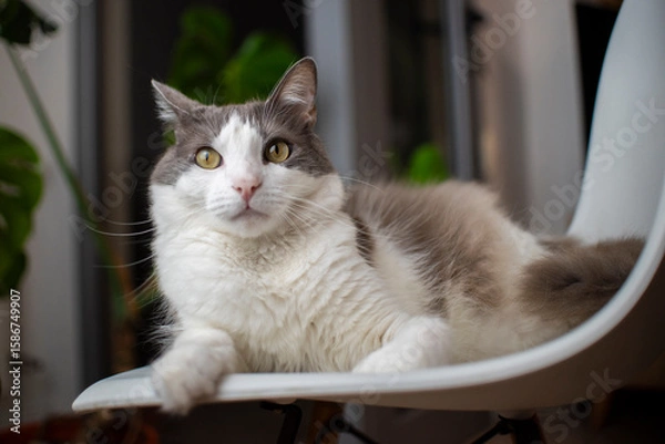 Obraz Gato blanco y gris