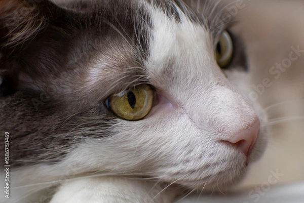 Obraz Gato blanco y gris