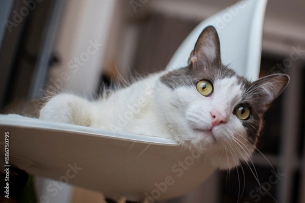 Obraz Gato blanco y gris