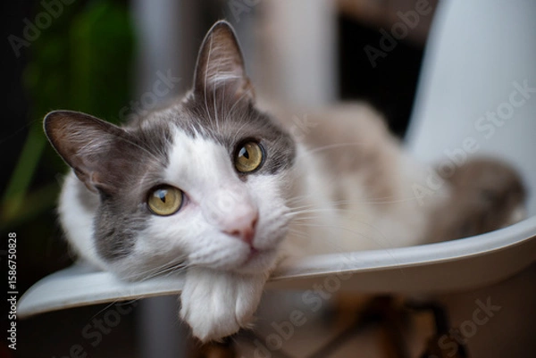 Obraz Gato blanco y gris