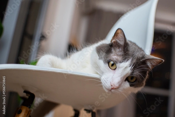 Obraz Gato blanco y gris