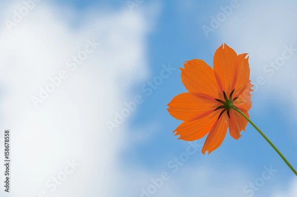 Fototapeta 青空とキバナコスモス