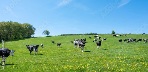Fototapeta curious black and white spotted cows in green meadow with yellow spring flowers under blue sky