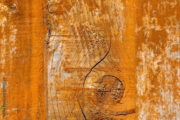 Obraz Cracked wood texture forming a curl.