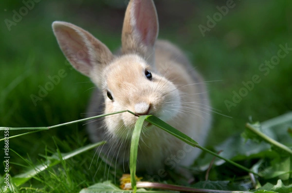 Obraz mały królik 1