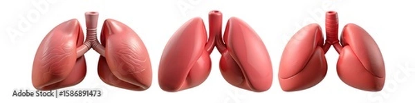 Fototapeta Set of realistic 3D human lungs isolated on white background, anatomical organ models for medical and educational use
