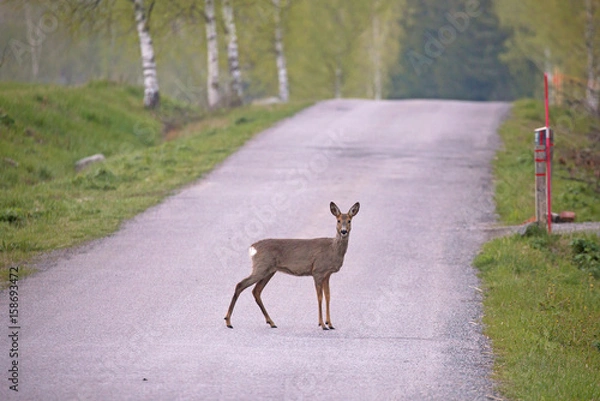 Obraz  Roe deer (Capreolus capreolus)
