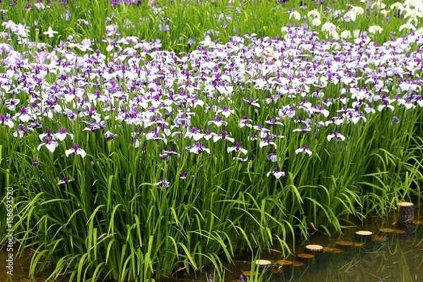 Fototapeta 花菖蒲