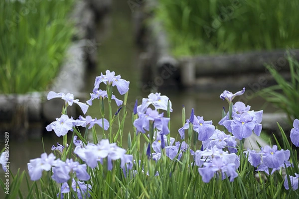 Fototapeta 菖蒲