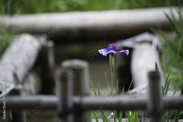 Fototapeta 菖蒲