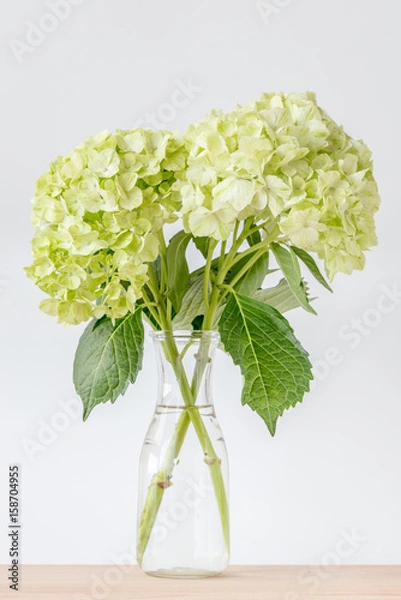 Fototapeta Beautiful green hydrangea flowers decorated in vase place on wooden table with white background.