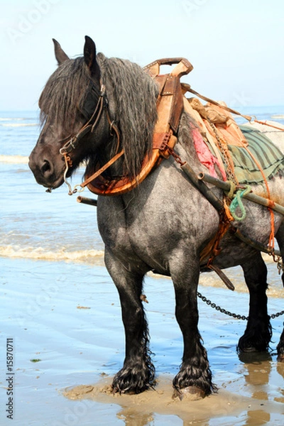 Obraz Cheval de trait