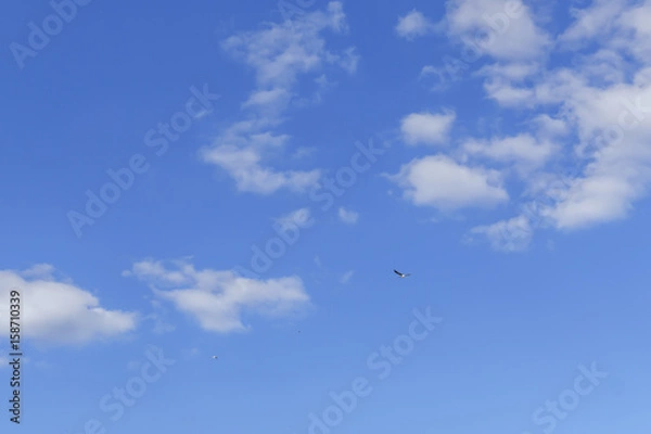 Fototapeta white fluffy clouds in the blue sky with three birds.
