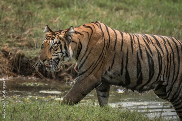 Obraz Close-up of Bengal tiger climbing riverbank right-to-left