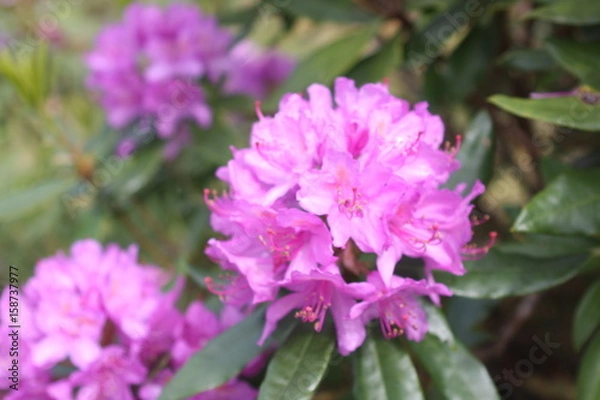 Obraz flower`s beauty