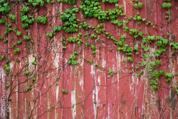 Fototapeta 蔦の絡まる古びた赤いコンテナ