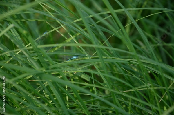 Obraz Dragonfly in the grass