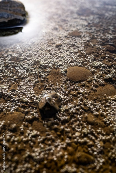 Fototapeta A Shallow Muddy Riverbed Speckled with Tiny Bubbles