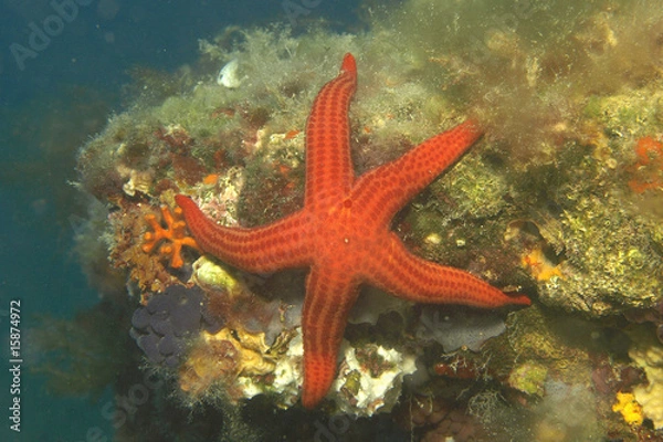 Obraz estrella de mar