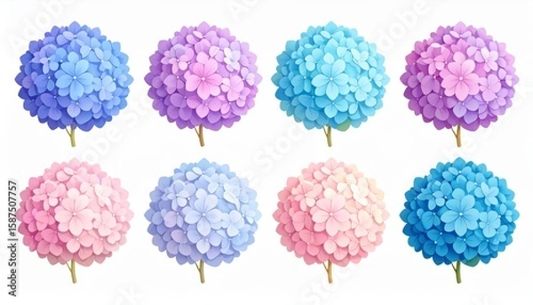 Fototapeta Describes the unique nature of hydrangeas with color-changing petals 