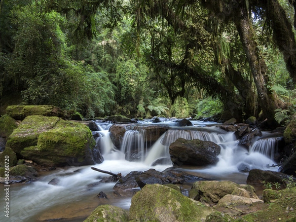 Fototapeta river stream in the forest