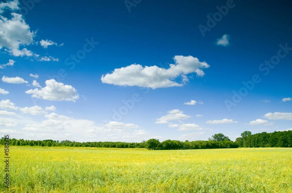 Obraz summer landscape