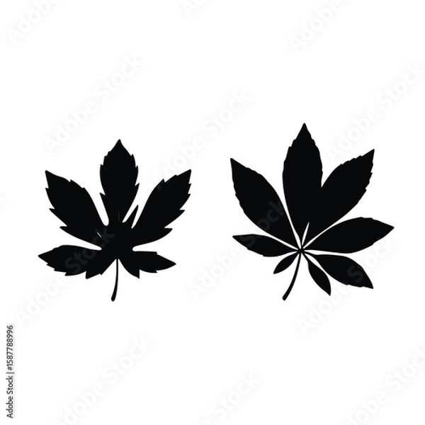 Fototapeta Two leaf silhouettes against a plain white background. Detailed shapes of autumn leaves in a simple, graphic style.