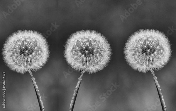 Obraz 3dandelion BW