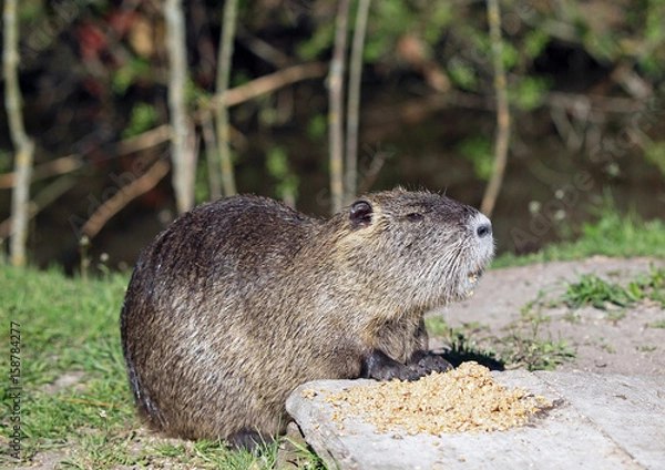 Obraz A coypu, Nutria  feeding on corn on lawn