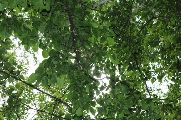 Fototapeta Leaves and branches of elm against the sky and sun