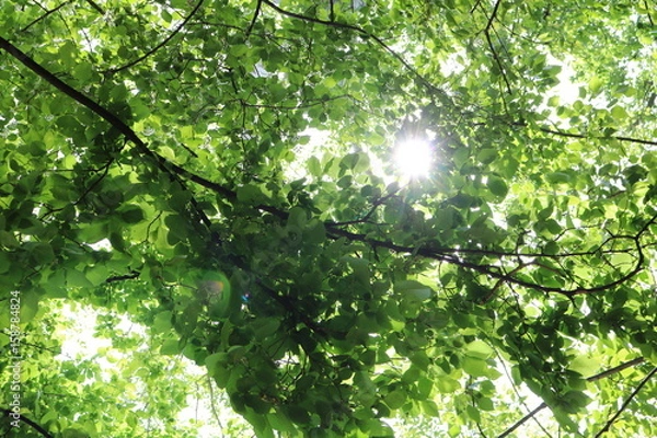 Fototapeta Leaves and branches of elm against the sky and sun