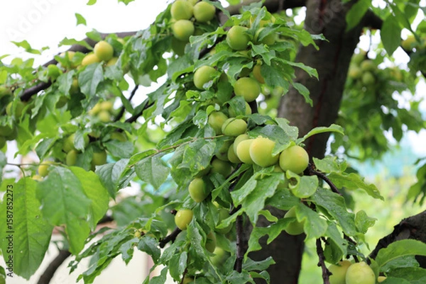 Obraz Plum branches, laden with numerous unripe green fruits, hang under dense foliage. Water droplets are visible on the fruits and leaves, indicating recent rain or dew, creating a picture of a summer gar