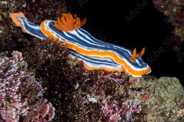 Obraz nudibranch underwater macro