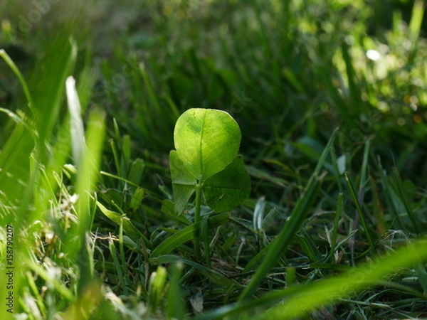 Fototapeta Kleeblatt