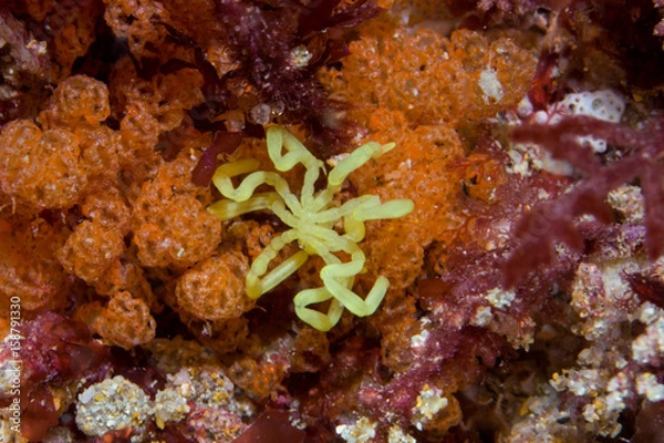 Obraz yellow sea spider