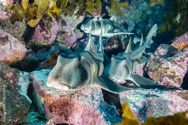 Obraz port jackson sharks macro underwater