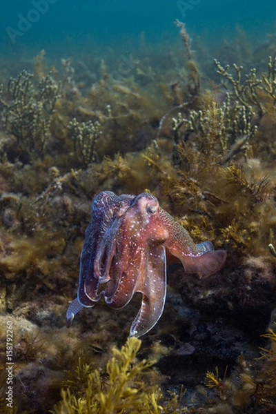 Obraz cuttlefish on kelp