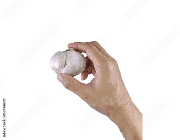 Fototapeta A bulb of garlic in hand, showing freshness and culinary use, isolated and clean composition.

