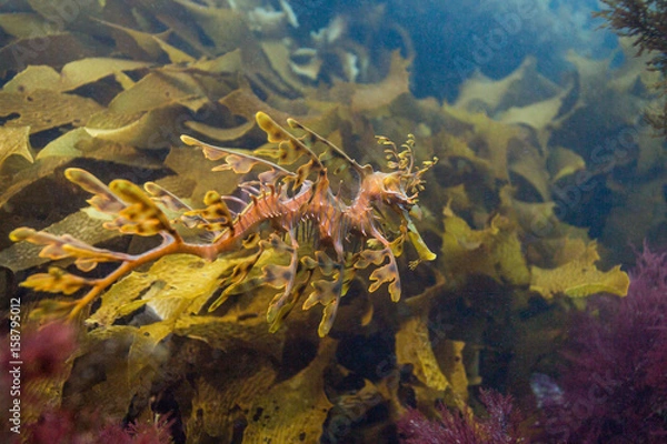 Obraz leafy seadragon