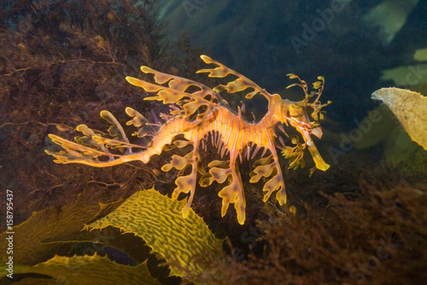 Obraz leafy seadragon
