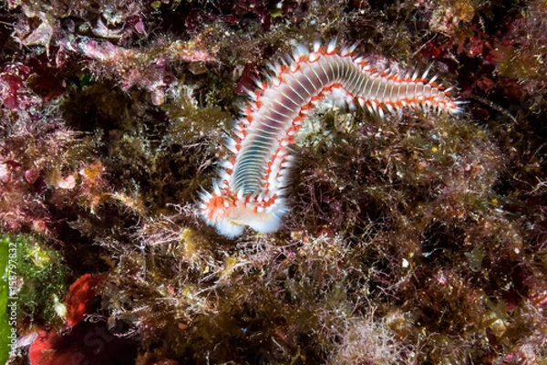 Obraz fireworm macro underwater malta