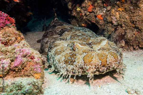 Obraz wobbygong australia