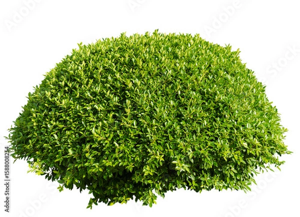 Obraz Isolated Green Bush on White Background
